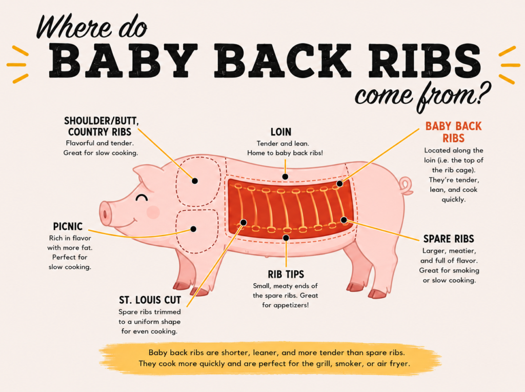Illustrated diagram showing where baby back ribs come from on a pig compared to spare ribs, St. Louis cut ribs, rib tips, picnic shoulder, loin, and country-style ribs.